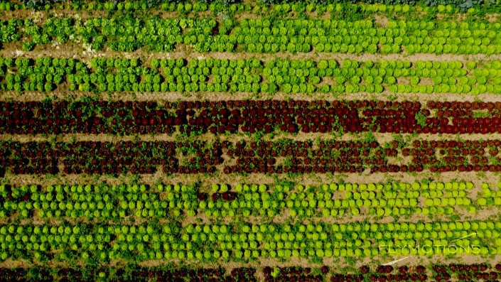 Salad on a field in Germany. Geometry. Aerial view, with drone.